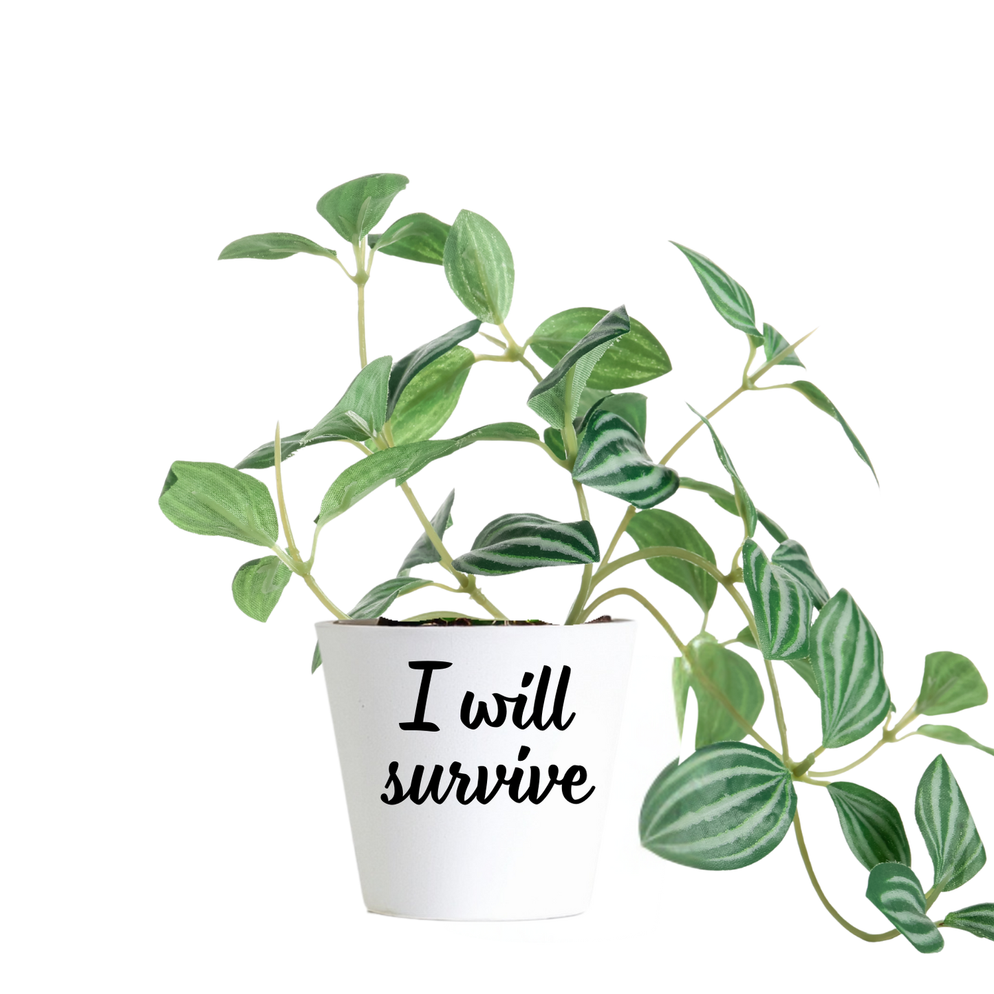 Mini Plantenpotje met Tekst – Grappig Potje voor Cactus of Stekje