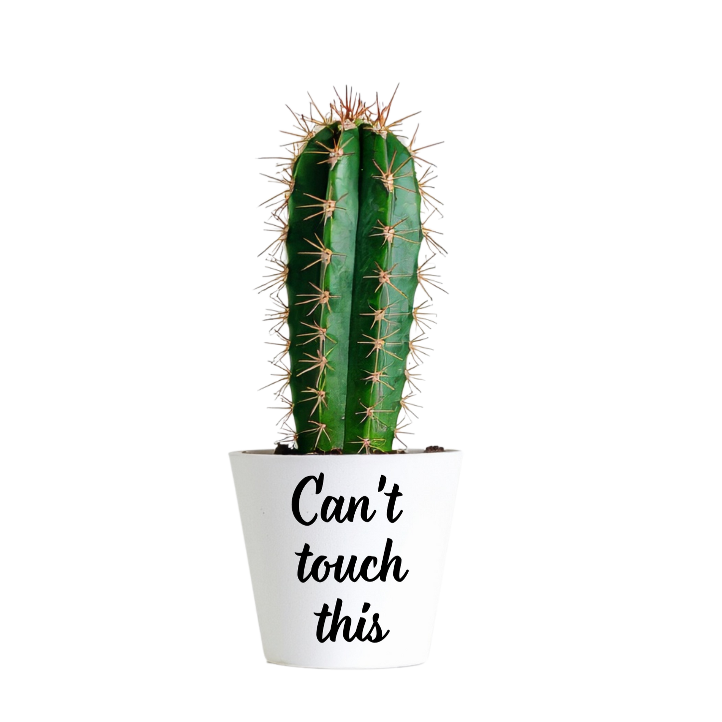 Witte mini bloempot met tekst Can't touch this voor een actus